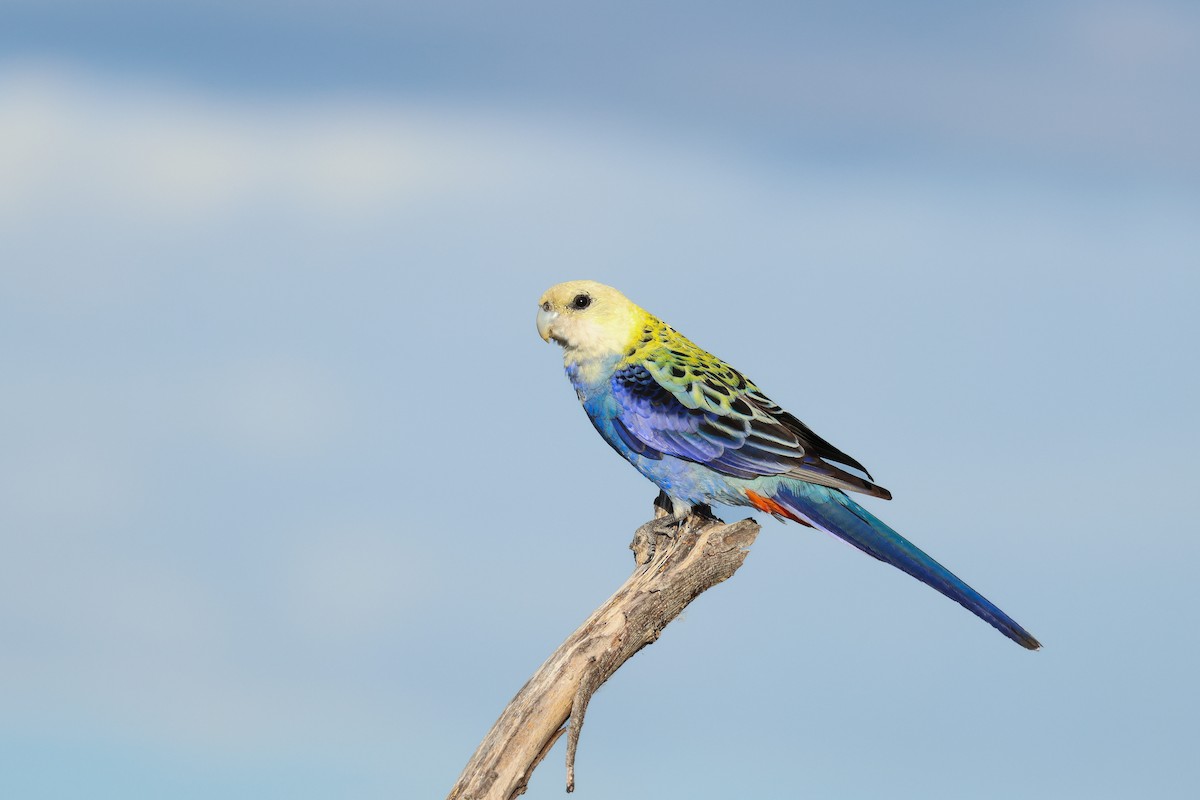 Pale-headed Rosella - Kye Turnbull