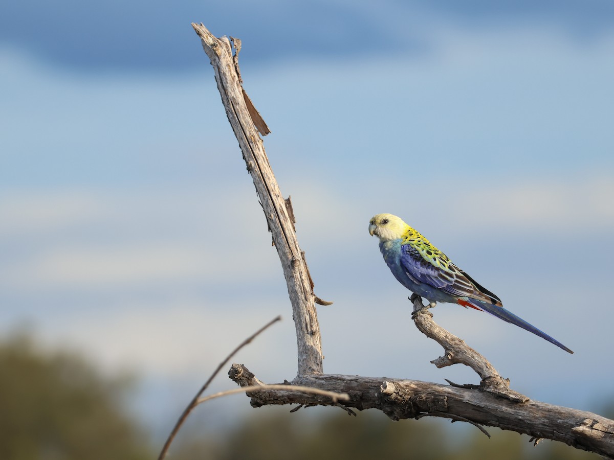 Pale-headed Rosella - ML616140807