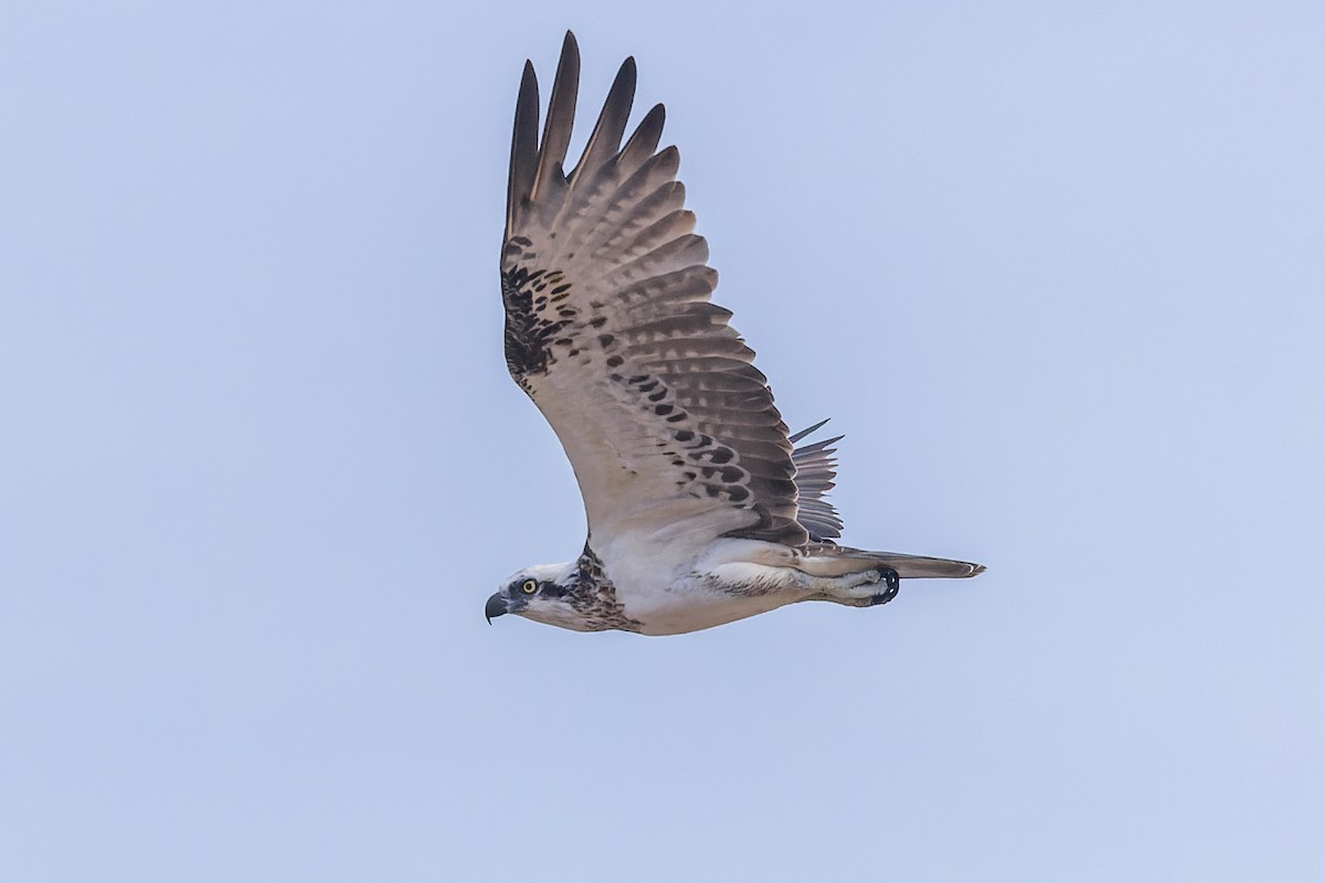 Águila Pescadora - ML616140808