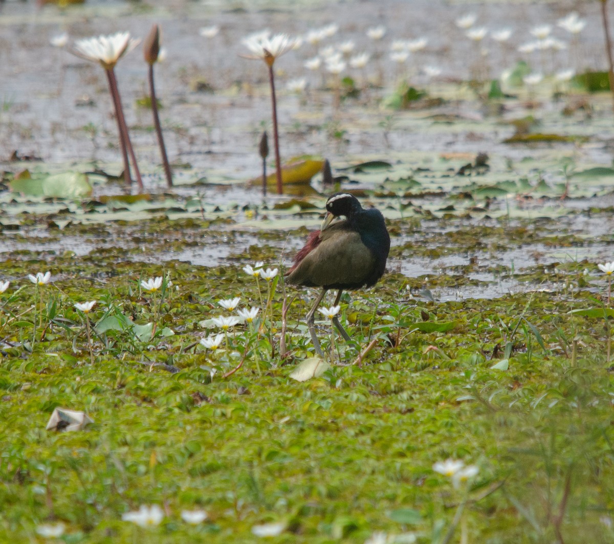 Bronze-winged Jacana - ML616140809