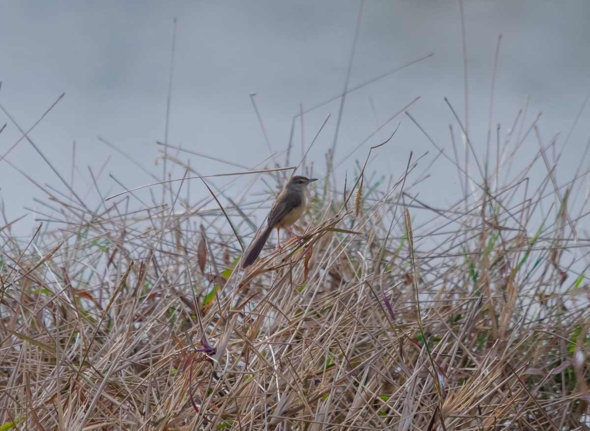 Plain Prinia - ML616140821