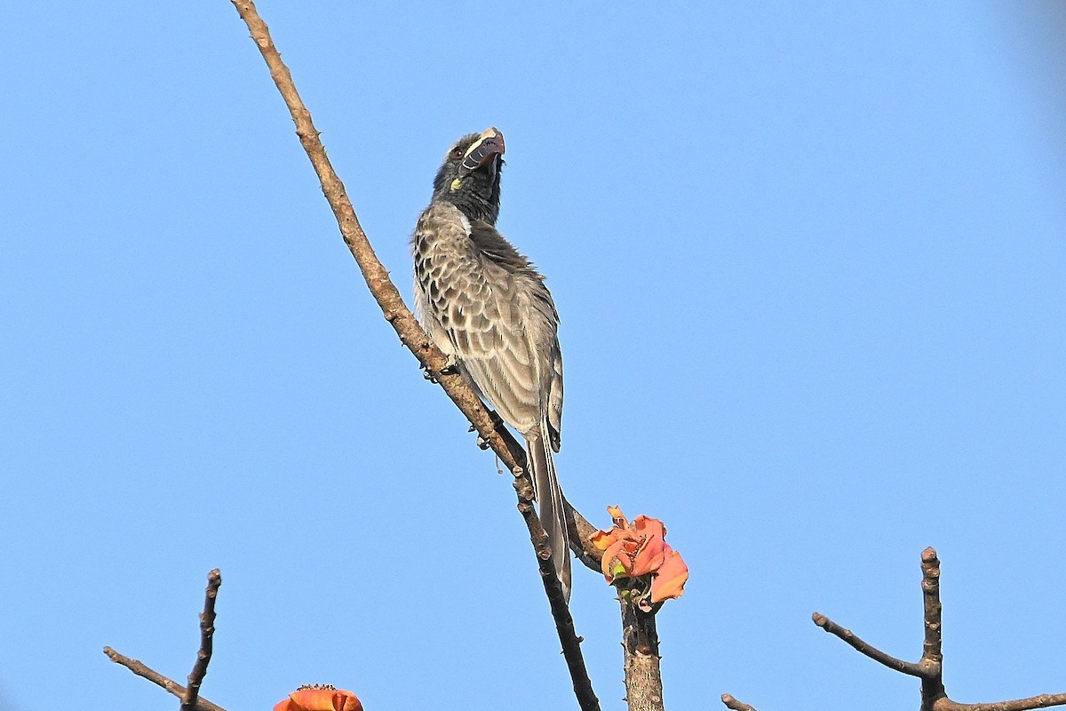 Toco Piquinegro - ML616140859