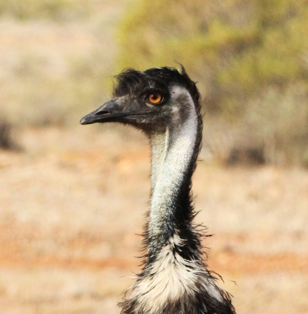 Emu - Mel Mitchell