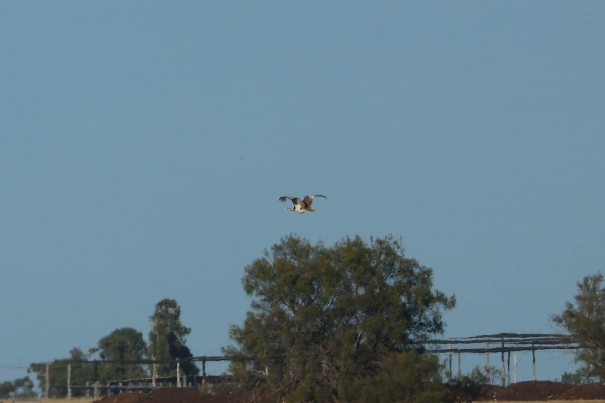 Australian Bustard - Kye Turnbull