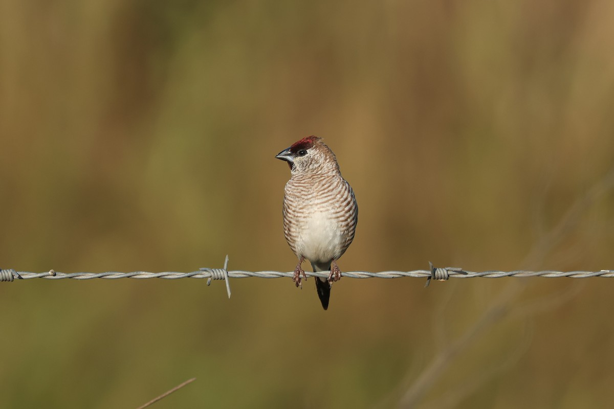 Plum-headed Finch - Kye Turnbull