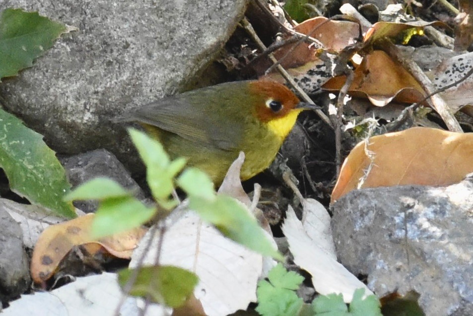 Chestnut-headed Tesia - ML616140890