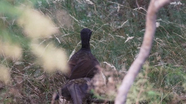 Superb Lyrebird - ML616140902