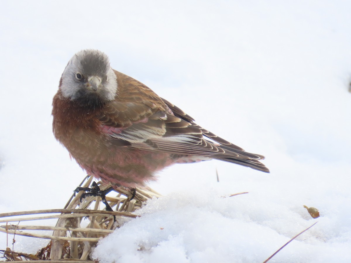 Gray-crowned Rosy-Finch - Laura Burke