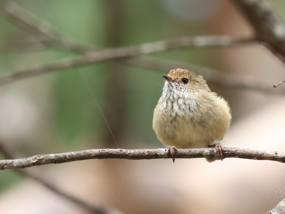 Brown Thornbill - Kye Turnbull