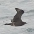 Parasitic Jaeger - Szymon  Bzoma