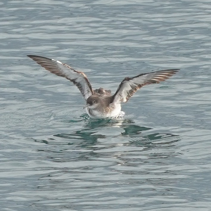 Fluttering Shearwater - ML616141071