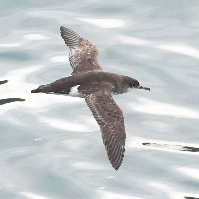 Fluttering Shearwater - ML616141073