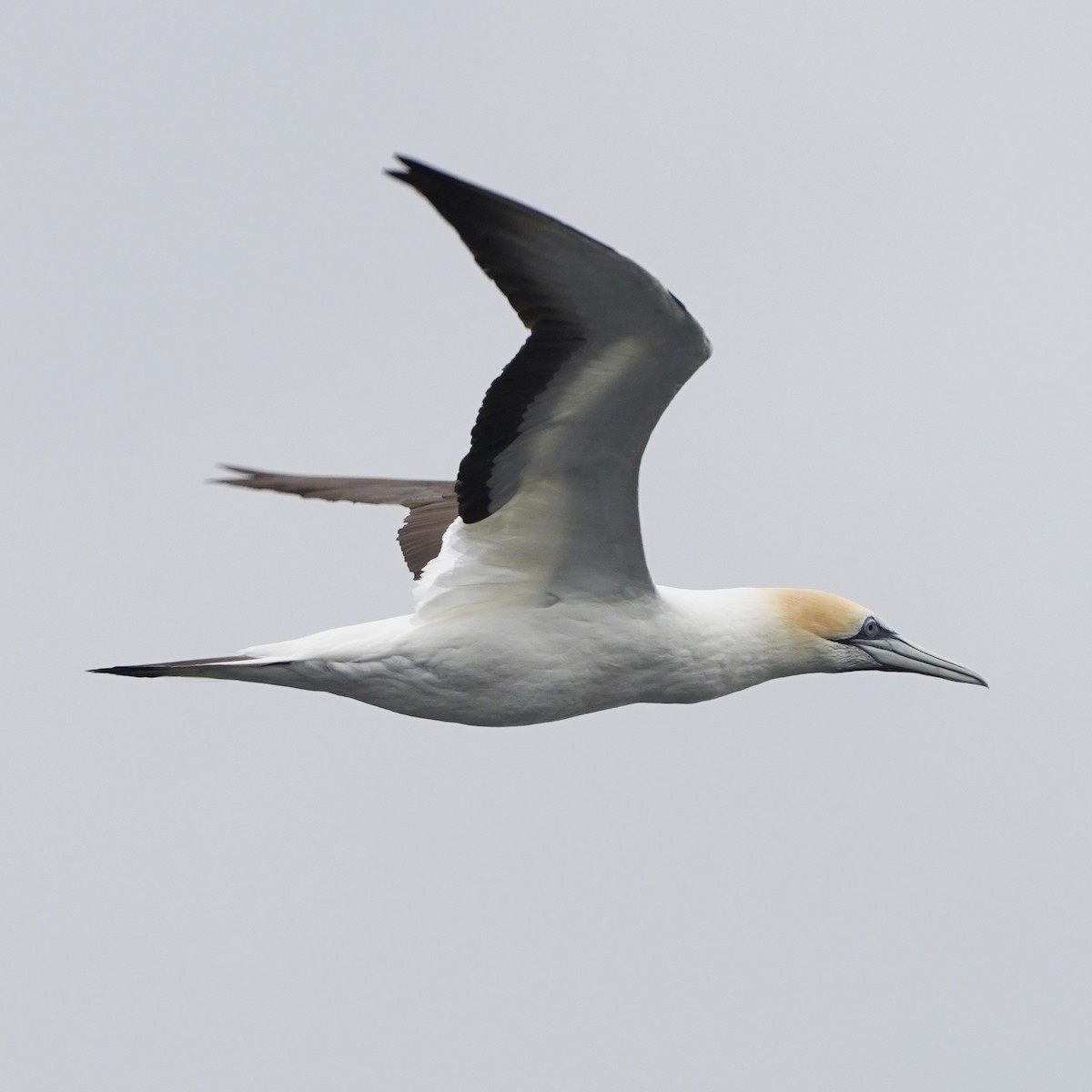 Australasian Gannet - ML616141074