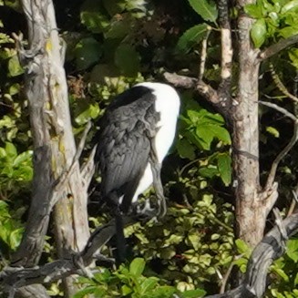 Pied Cormorant - ML616141080