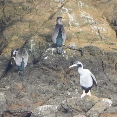 Spotted Shag - ML616141081