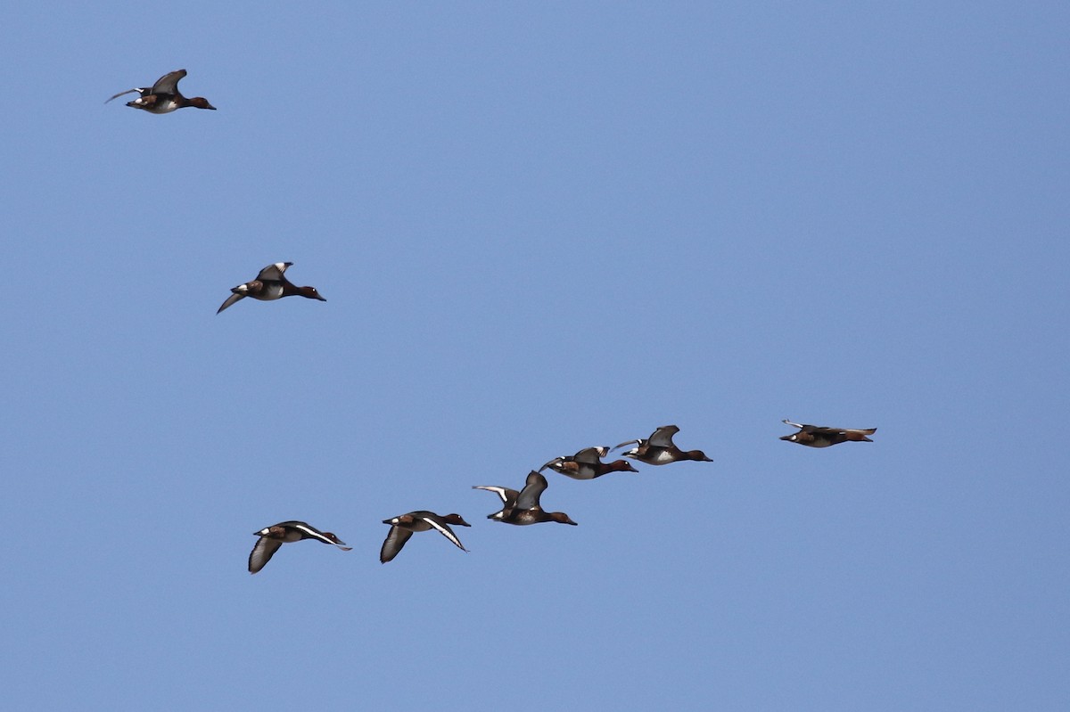 Ferruginous Duck - ML616141115