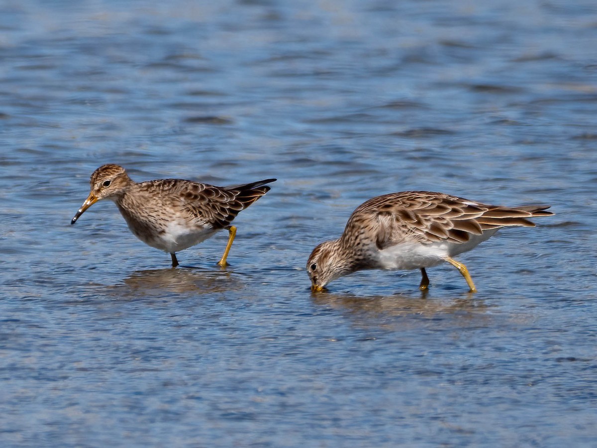 Graubrust-Strandläufer - ML616141117