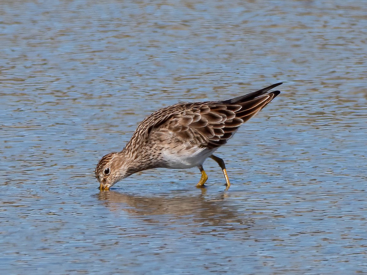 Bécasseau à poitrine cendrée - ML616141120