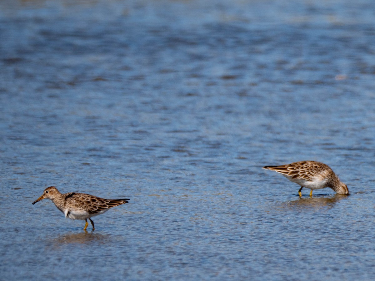 Pectoral Sandpiper - Jan Lile