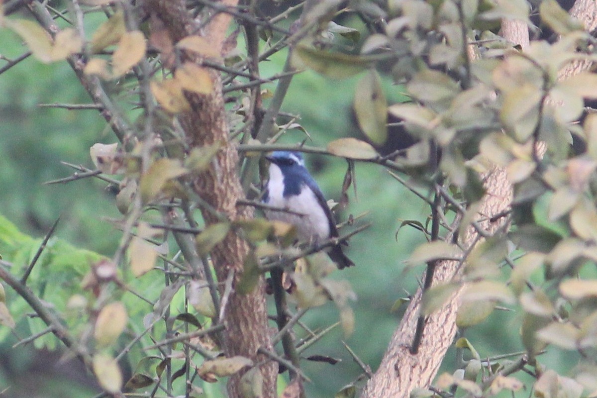 Ultramarine Flycatcher - ML616141135