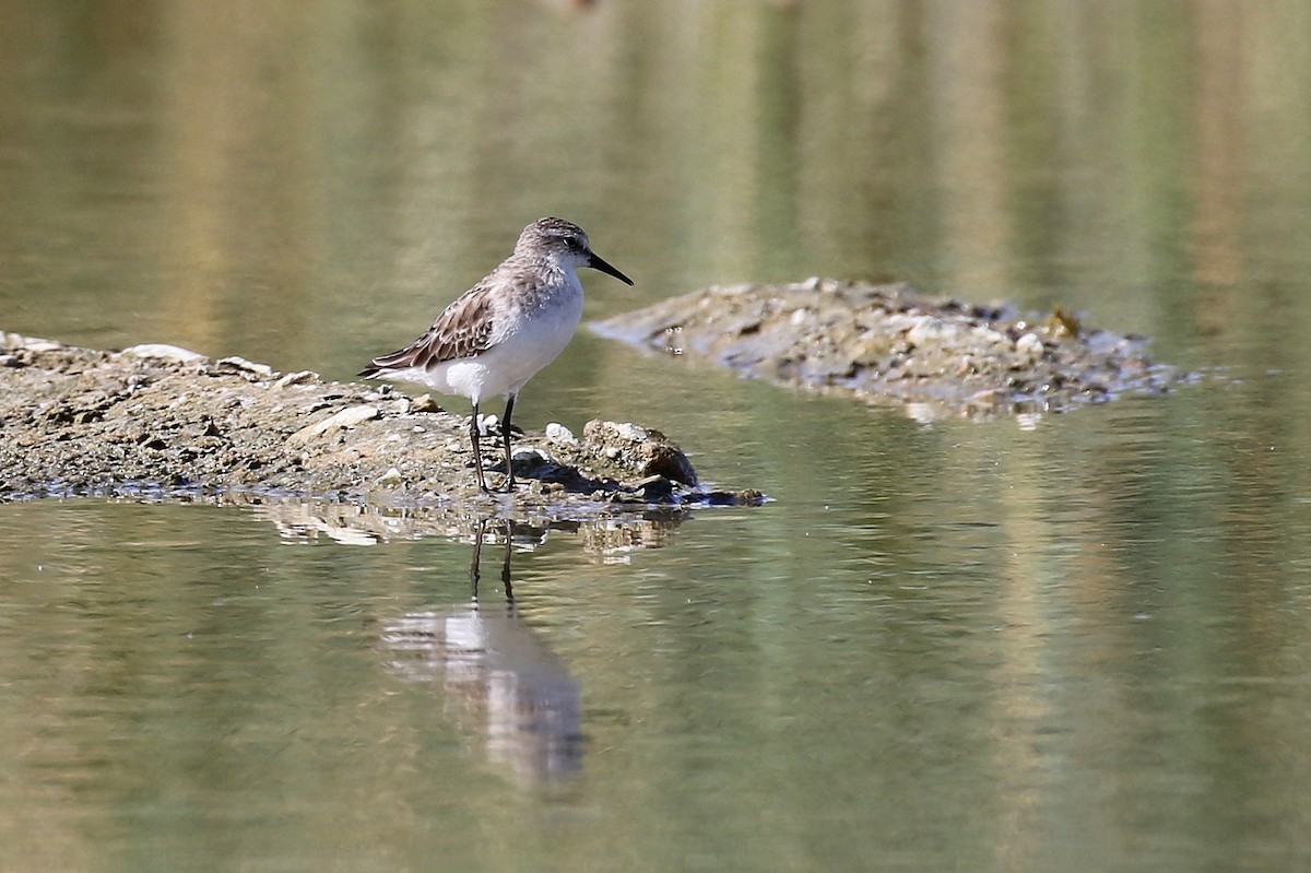 Little Stint - ML616141154