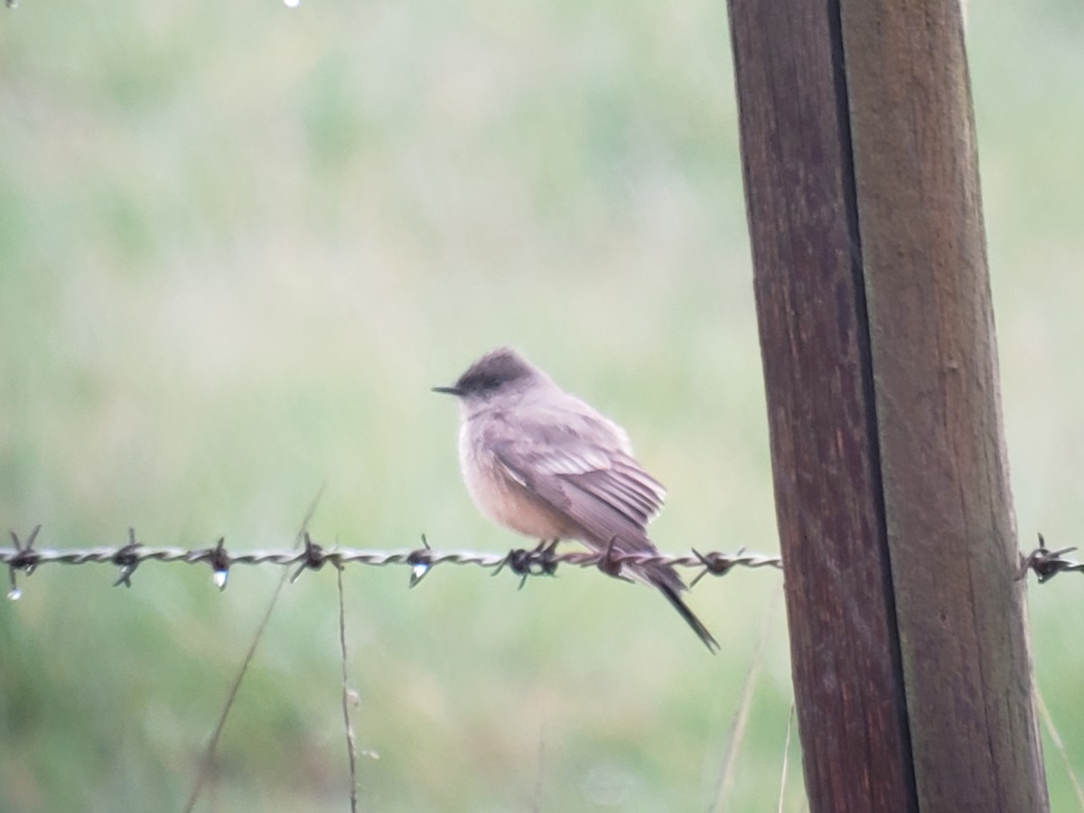 Say's Phoebe - ML616141180