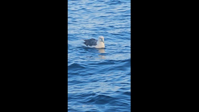 Albatros à cape blanche - ML616141241