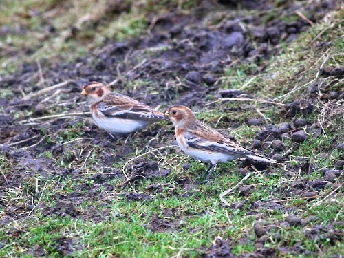 Snow Bunting - ML616141274