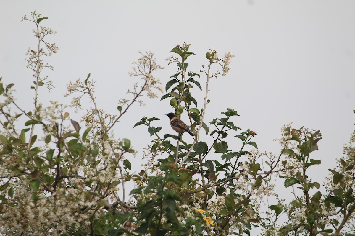 Siberian Stonechat - ML616141288