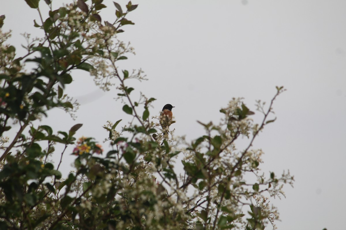 Siberian Stonechat - ML616141292