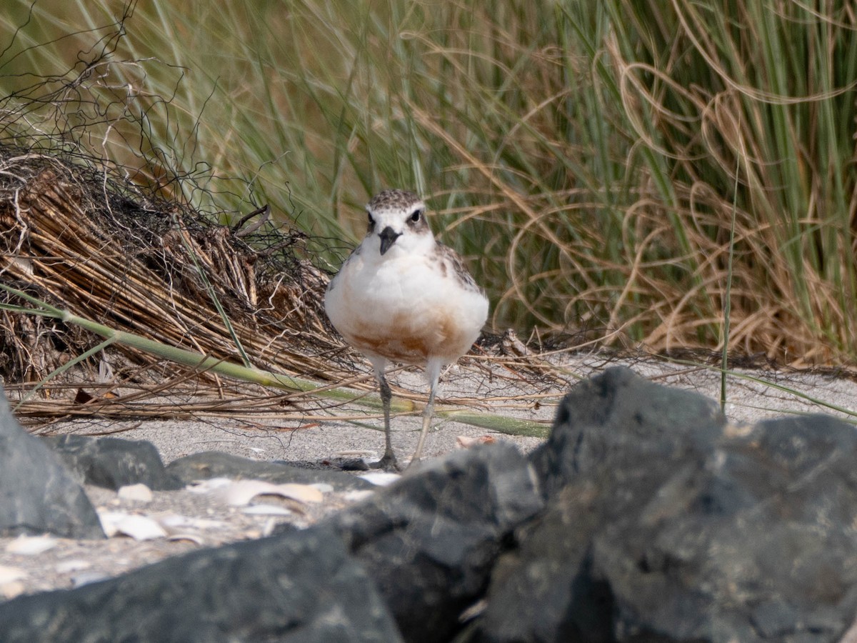 Red-breasted Dotterel - ML616141306