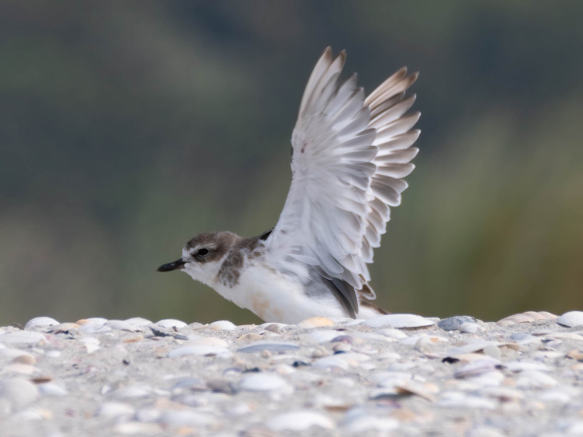 Red-breasted Dotterel - ML616141307