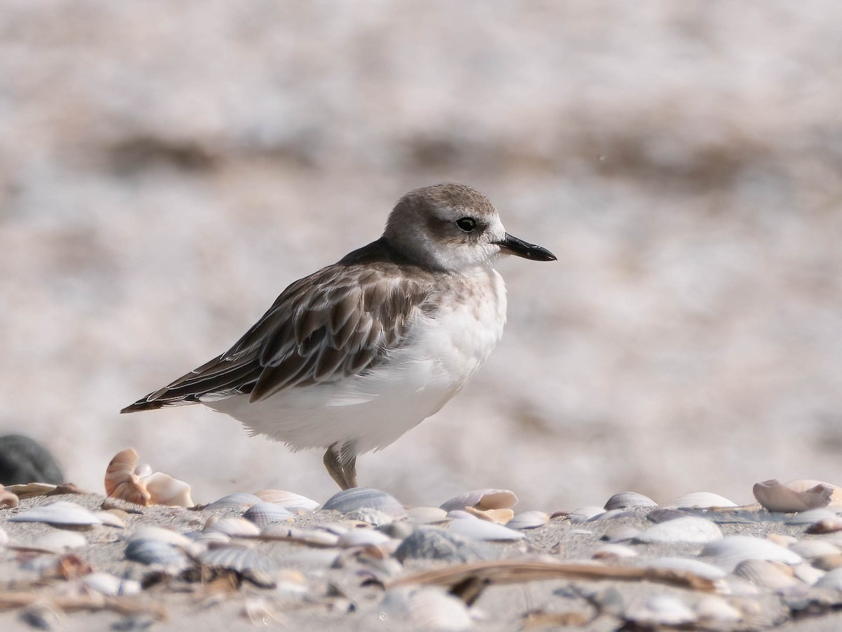 Red-breasted Dotterel - ML616141309