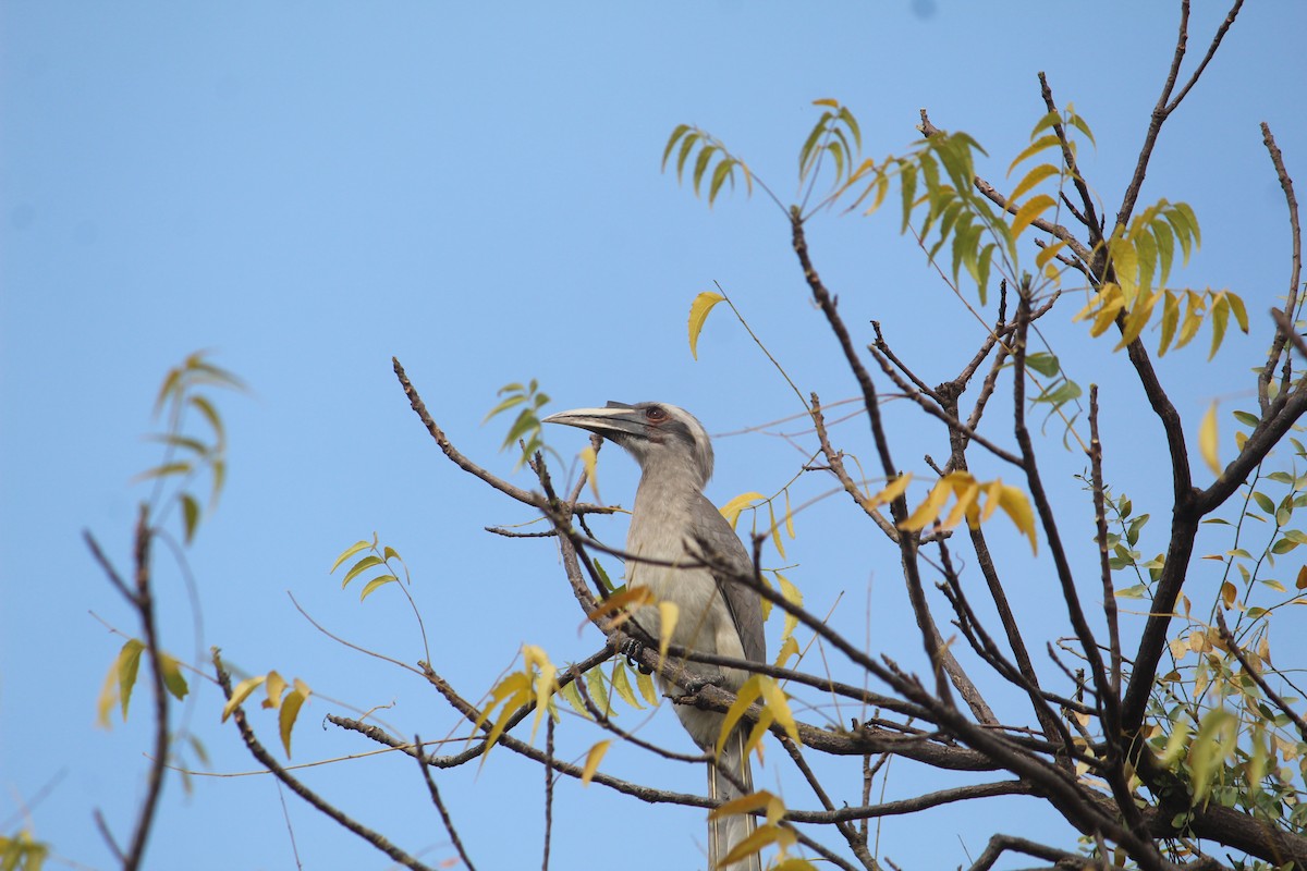 Cálao Gris Indio - ML616141310