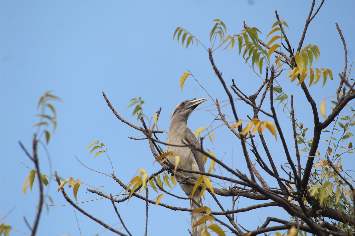 Cálao Gris Indio - ML616141311