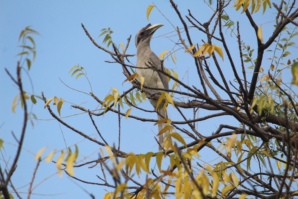 Indian Gray Hornbill - SAURABH KUMAR SINGH