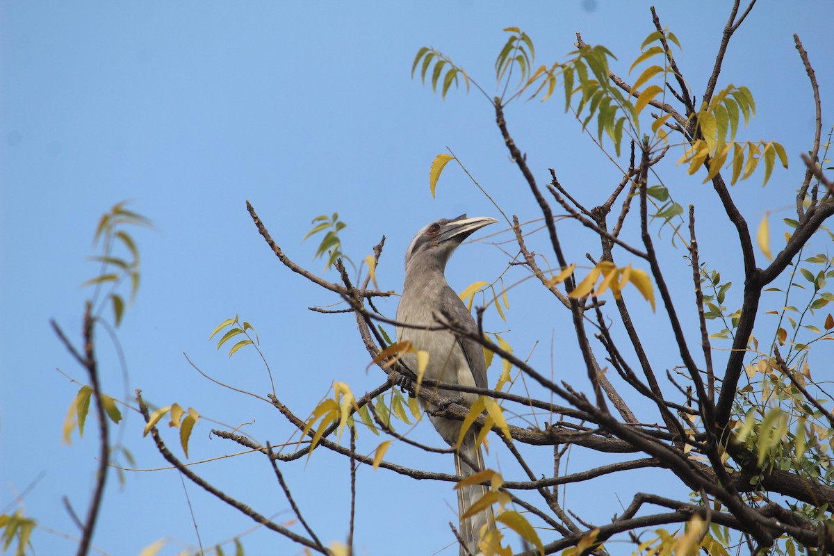 Indian Gray Hornbill - ML616141313