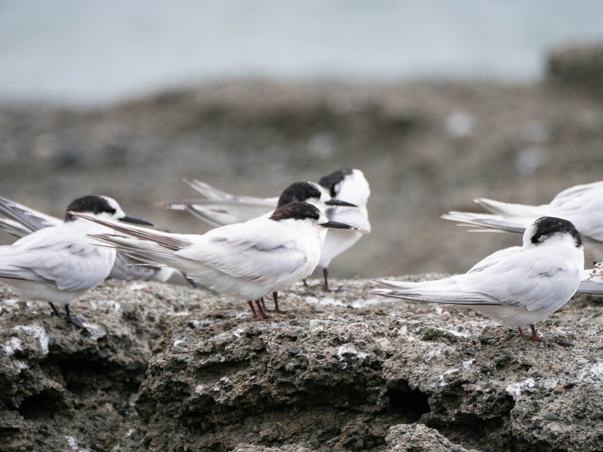 White-fronted Tern - ML616141347