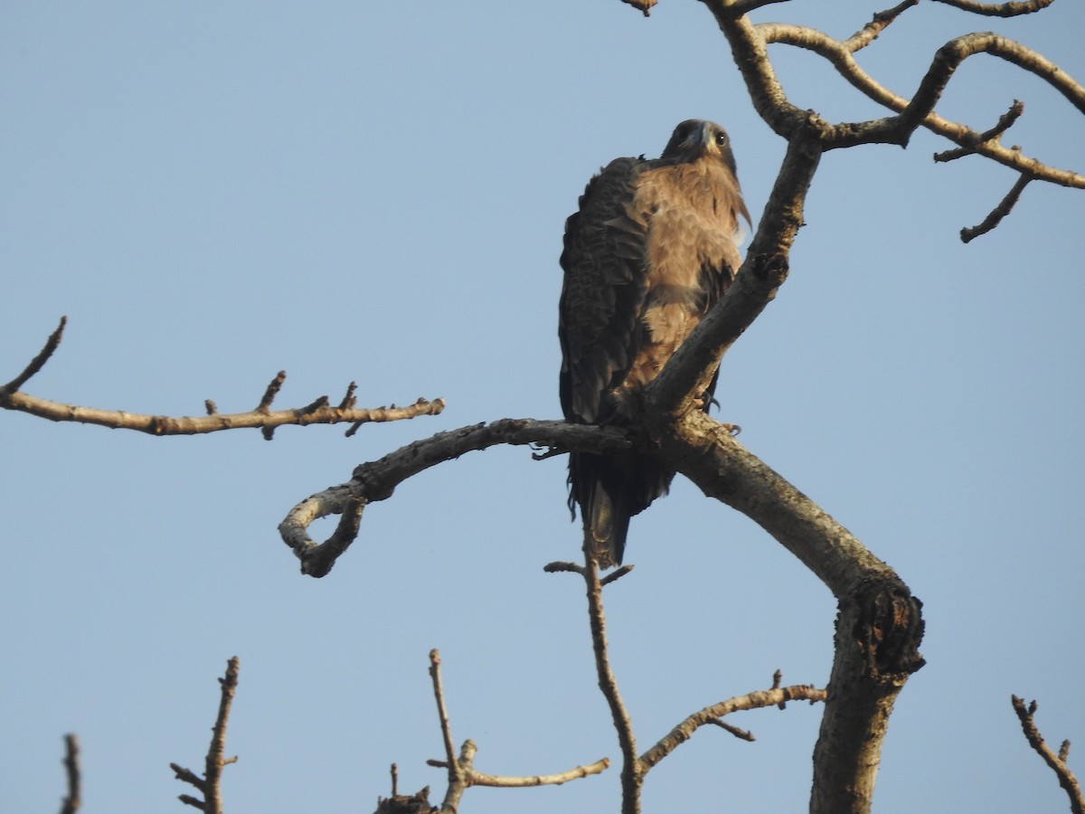 Pallas's Fish-Eagle - ML616141398