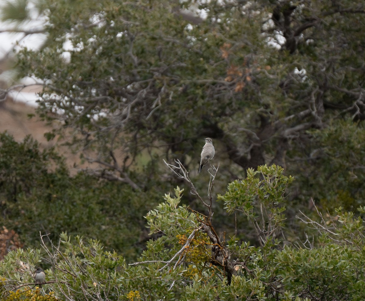 Townsend's Solitaire - ML616141400