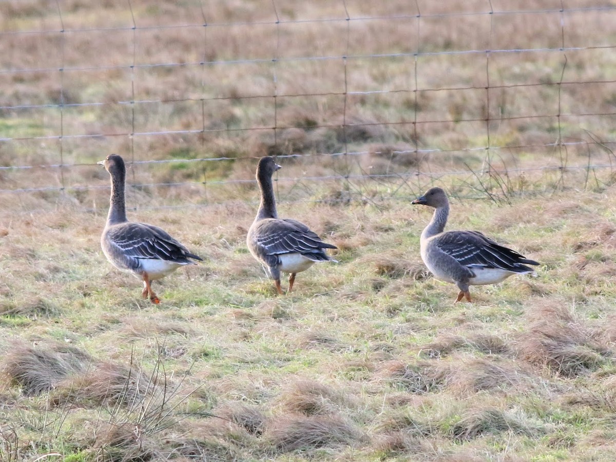 Tundra Bean-Goose - ML616141404