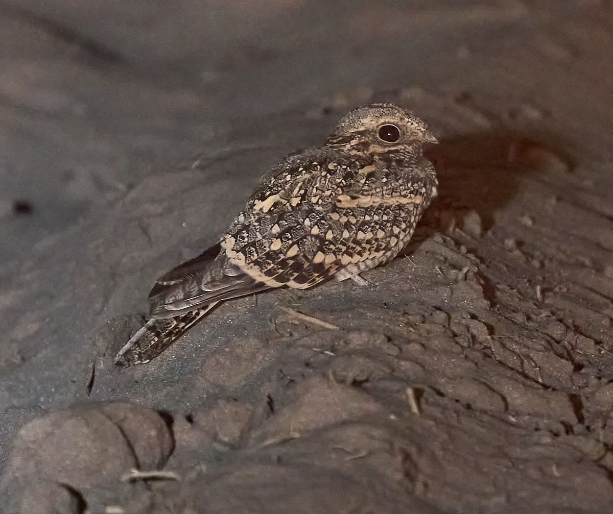 Fiery-necked Nightjar - ML616141406