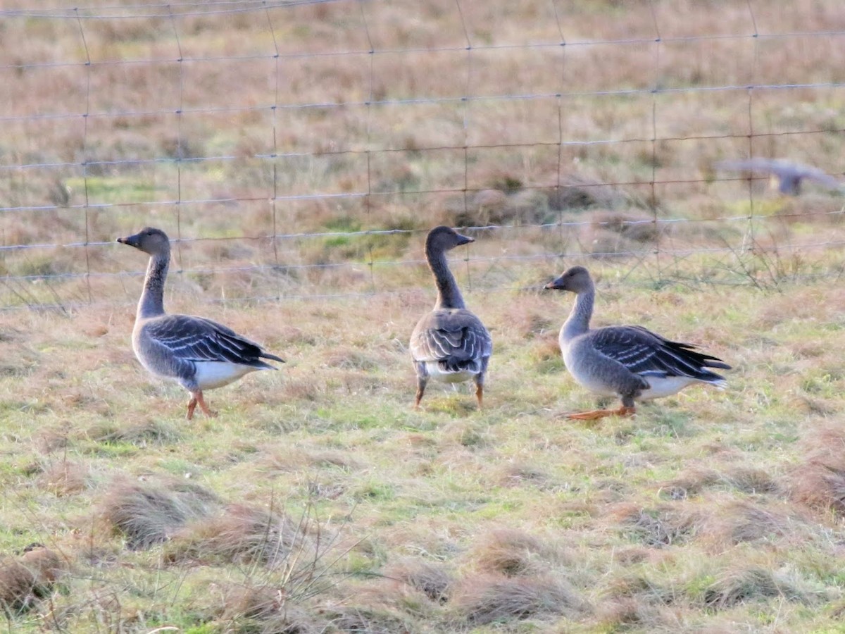 Tundra Bean-Goose - ML616141407