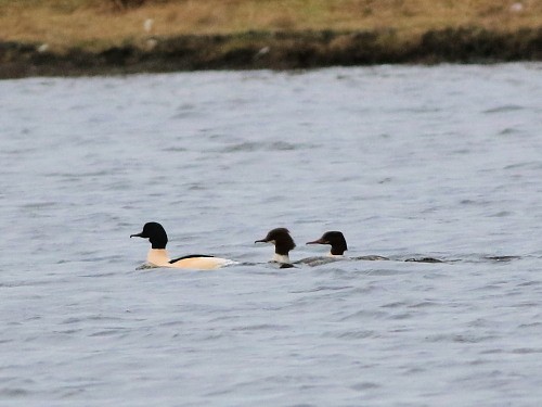 Common Merganser (Eurasian) - David Cooper