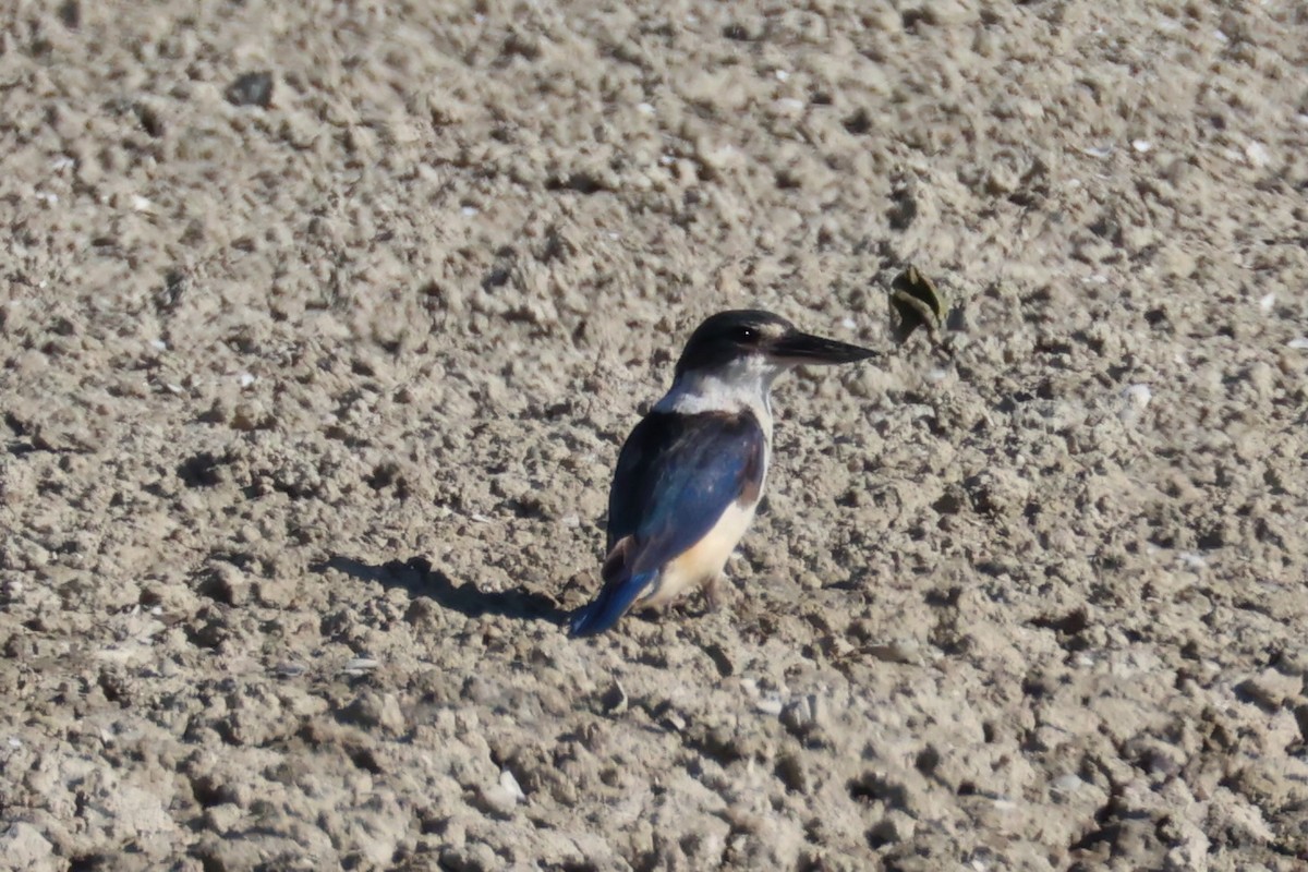 Sacred Kingfisher - Andrew William