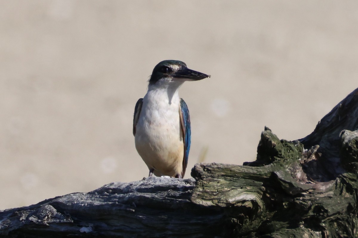 Sacred Kingfisher - ML616141462