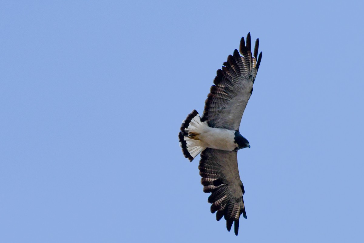White-tailed Hawk - ML616141471