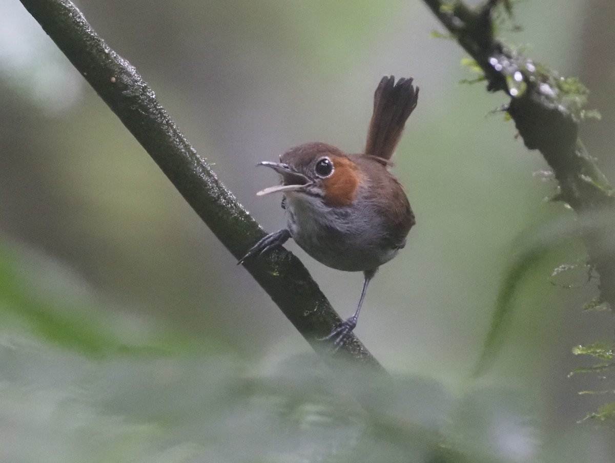 Tawny-faced Gnatwren - ML616141500