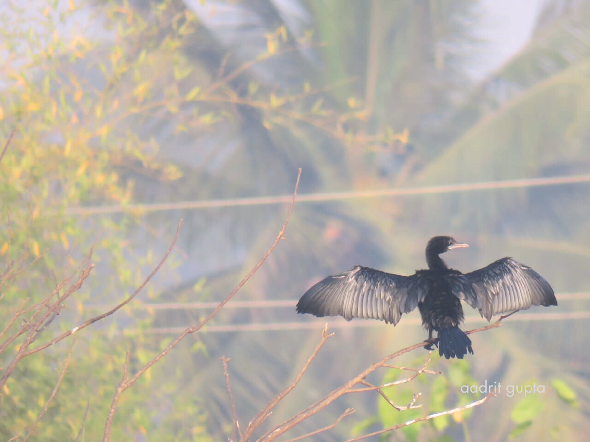 cormorant sp. - ML616141513