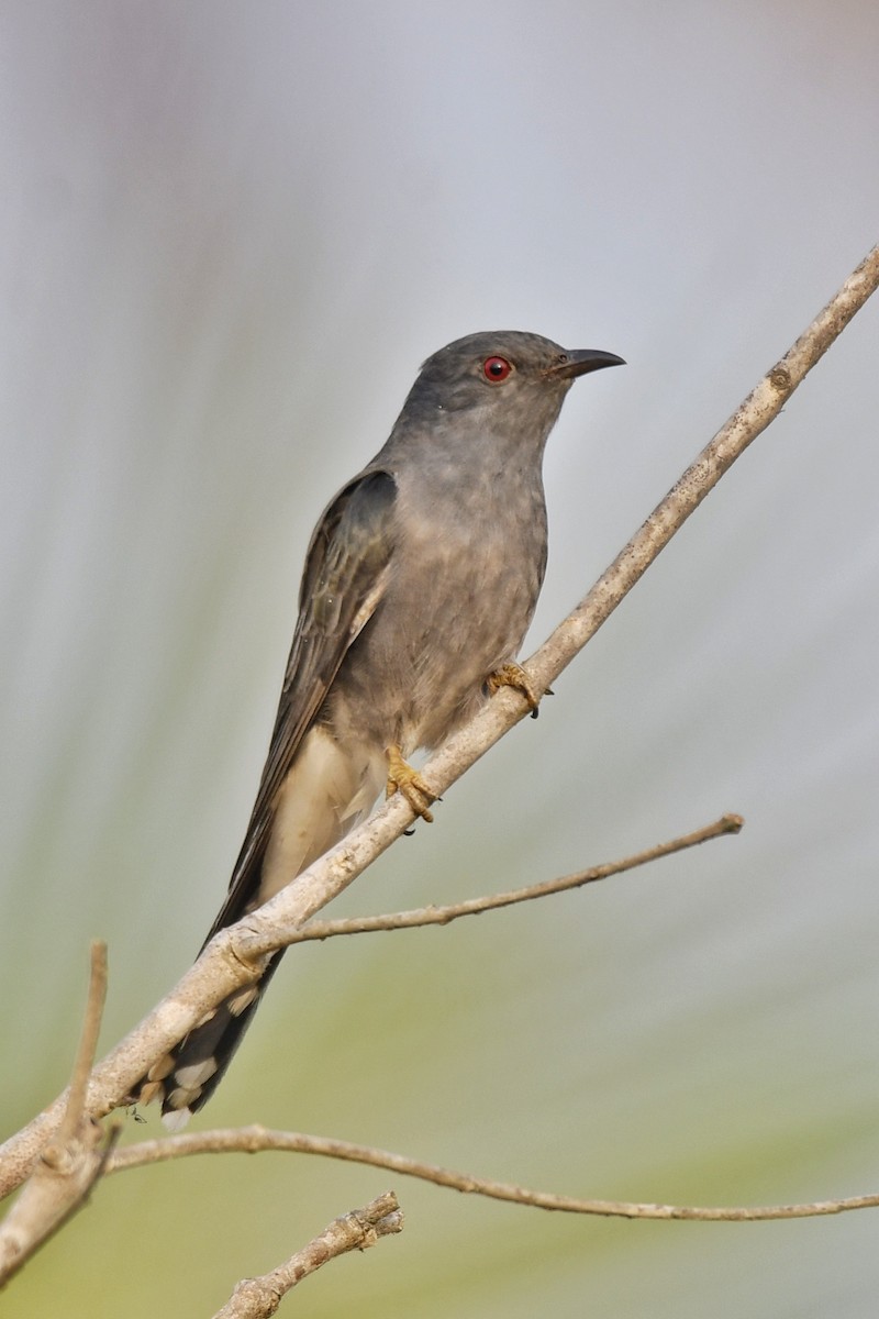 Gray-bellied Cuckoo - ML616141522